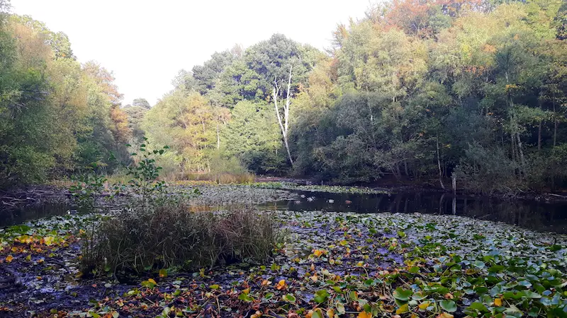 Pond covered in reeds and surrounded by trees in Burnham Beeches, UK