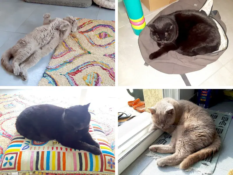 Compilation of cat pictures from housesitting in France.