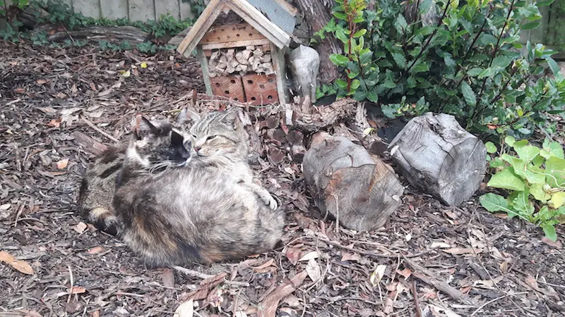 Two cats cuddled together in the garden while housesitting in Devon, England.