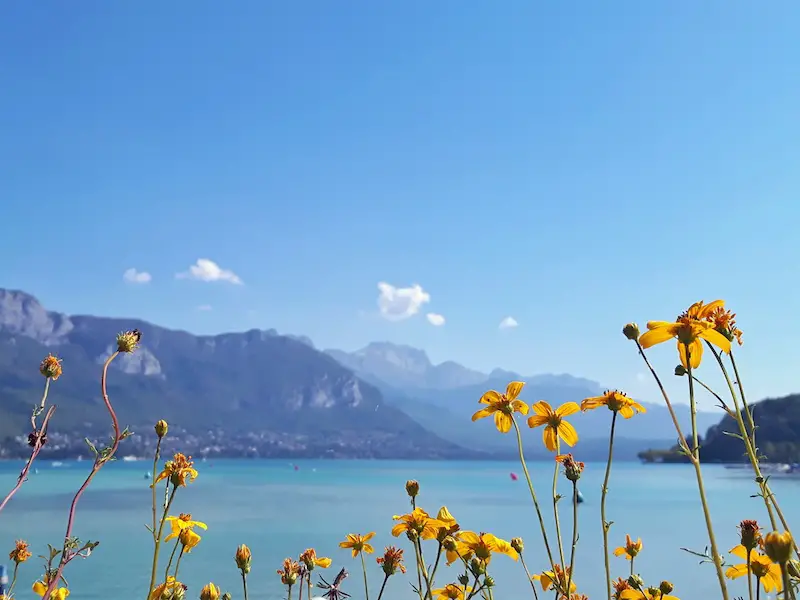 Yellow flowers close up with turquoise Lake Annecy and Alps in the background in France.