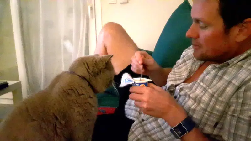 A cat wanting to share a man's yoghurt.