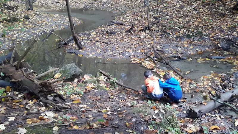 Two boys crouching down looking into a stream in a forest.