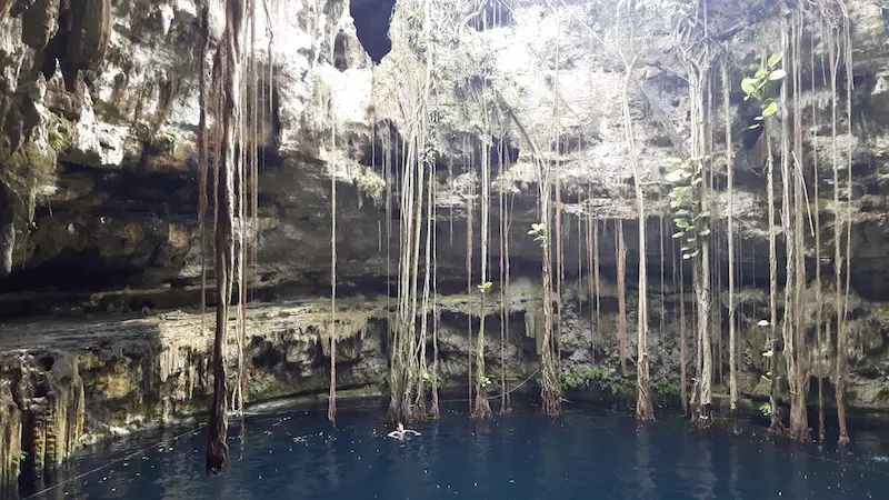 Terry swimming in deep blue water in cenote with roots hanging down. Yucatan, Mexico