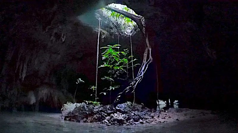 Tree and roots coming through an opening in a cenote roof, Mexico