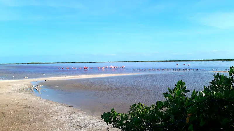 Flock of flamingos in lagoon, Yucatan Mexico