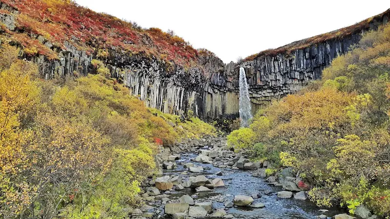 Basalt columns behind Svartifoss waterfall with fall colour foliage all around in Skaftafell National Park, Iceland