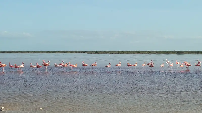 Long line of pink flamingoes in shallow water with mangroves in the distance at the lagoon in San Crisanto, Yucatan, Mexico.