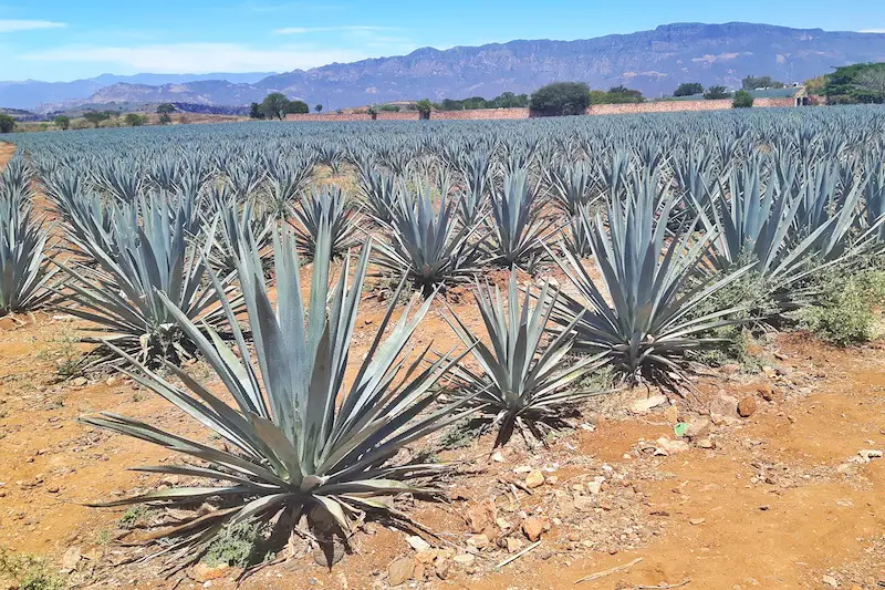 Rows of blue agave plants in red soil in Tequila, Mexico.