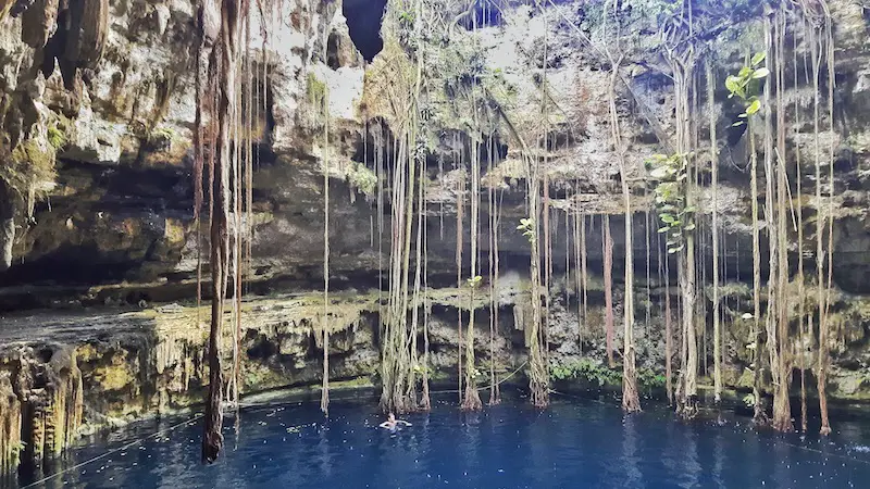 Man floating in Cenote Oxman, surrounded by hanging roots, Valladolid Mexico.