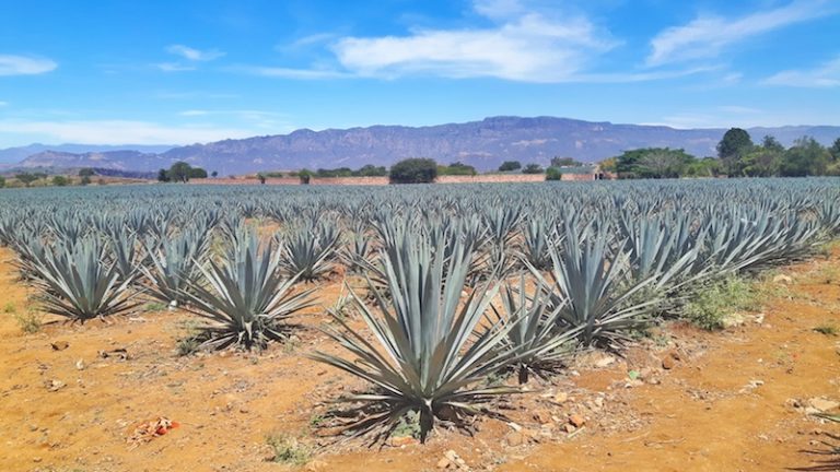 How to Plan a Fun Day Trip to Tequila, Jalisco:  Tours and tequila tasting!
