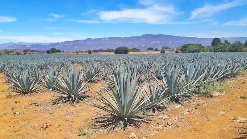 Blue agave fields on a Tequila, Jalisco tour.
