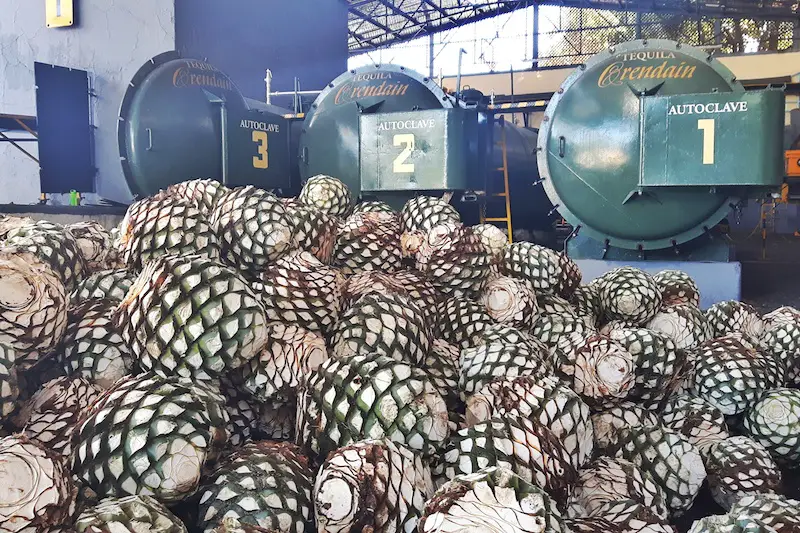 Pile of agave piñas in tequila distillery on a tequila tour, Jalisco Mexico.