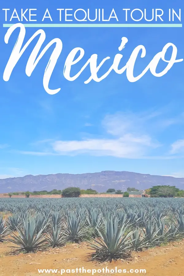 Agave field under blue sky in Jalisco with text: Take a tequila tour in Mexico.