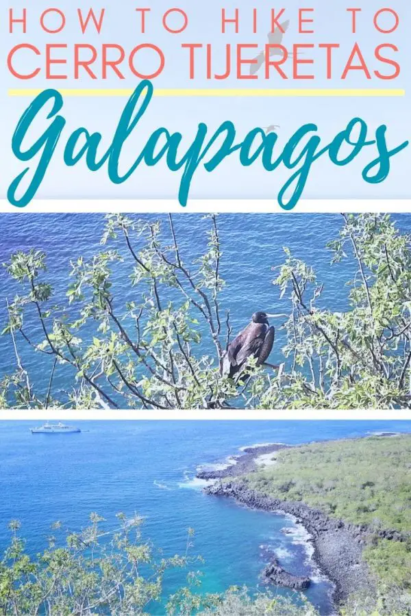 Frigate birds in the trees above a cove with text: How to hike to Cerro Tijeretas, Galapagos