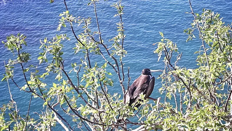 Large black frigate bird in a tree with blue ocean water behind on Cerro Tijeretas in Isla San Cristobal, Galapagos.