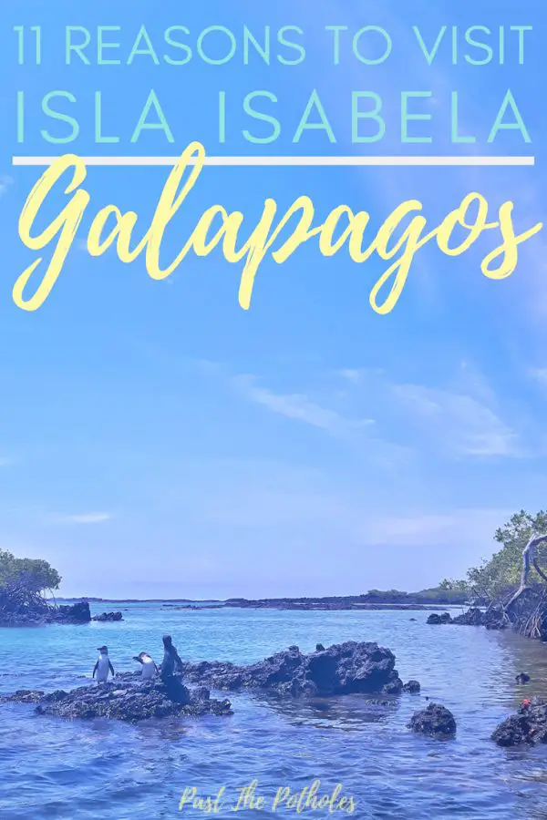 Penguins on a rock with text: 11 Reasons to visit Isla Isabela, Galapagos