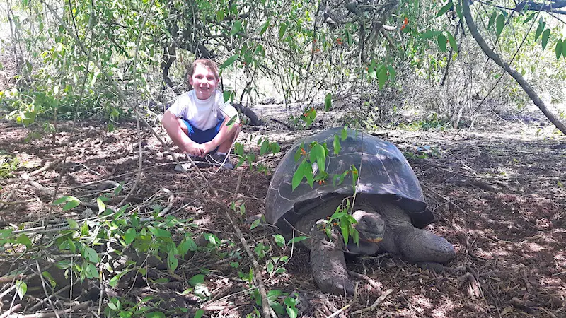 Boy crouching behind a giant tortoise under a tree on the trail to Wall of Tears, Isabela Galapagos.