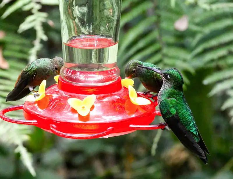 Green hummingbirds at a red feeder in Mindo cloudforest, Ecuador.