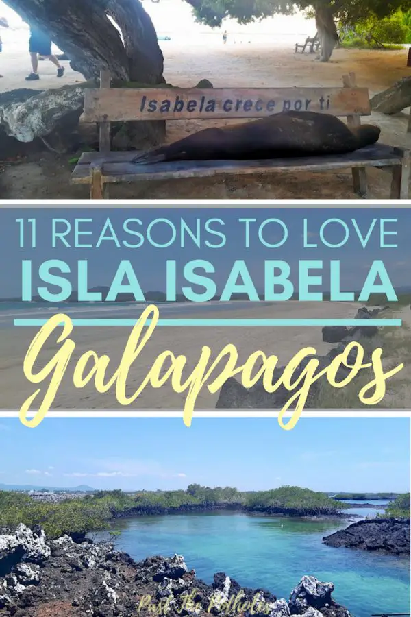 Sea lion on the beach, Las Tintoreras with text: 11 reasons to love Isla Isabela, Galapagos