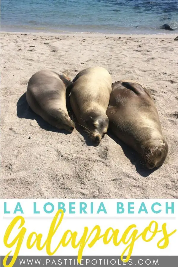 Three sea lions cuddling on the beach with text: La Loberia Beach, Galapagos.