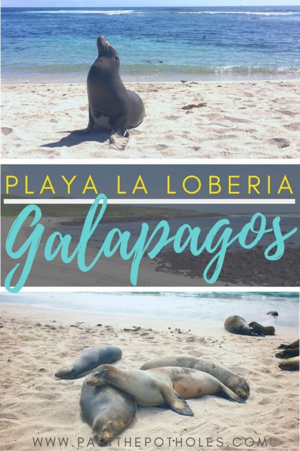 Sea lions on a San Cristobal beach with text: Playa La Loberia, Galapagos