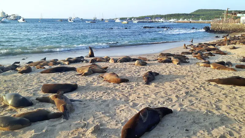 San Cristobal beach covered in sea lions in Galapagos Islands.