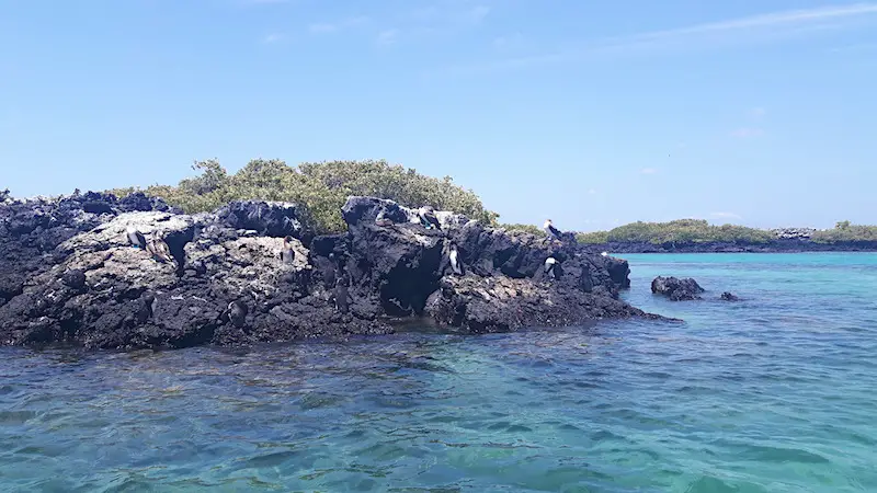 Penguins on lava rocks at Las Tintoreras, Isabela, Galapagos Islands.