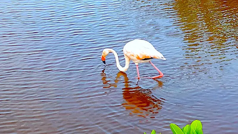 Pink flamingo in Isla Isabela wetlands, Galapagos