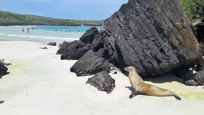 Sea lion on a white sand beach with turquoise water at Puerto Chino, Galapagos