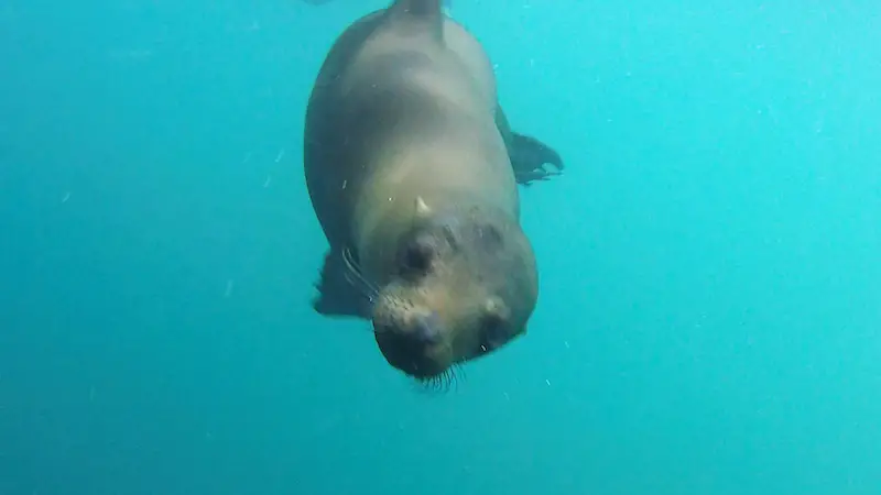 A curious sea lion looks at the camera underwater snorkelling at Kicker Rock, Galapagos