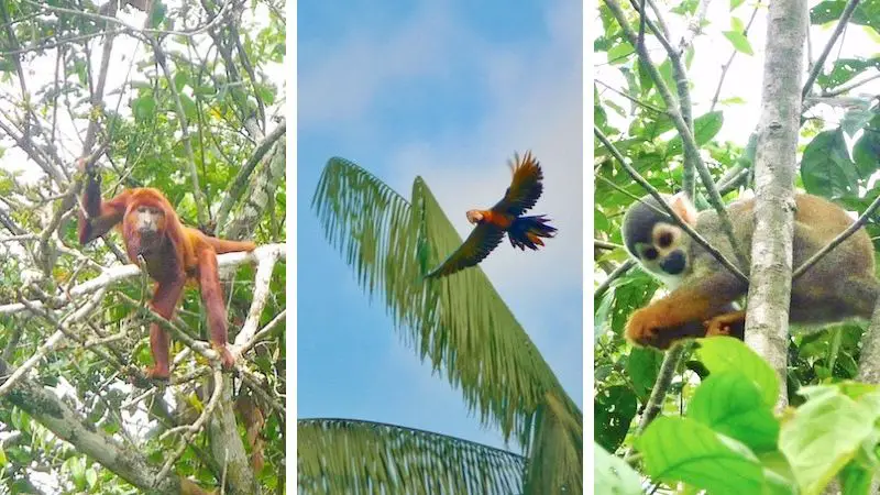 Three images of monkeys and a parrot in the trees of the Amazon Rainforest, Ecuador.