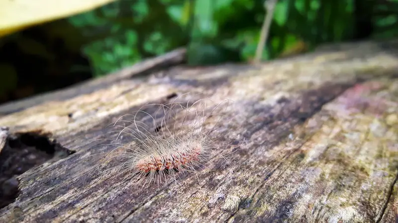Caterpillar on a log with very long hairs, Cuyabeno Reserve, Ecuador Amazon.