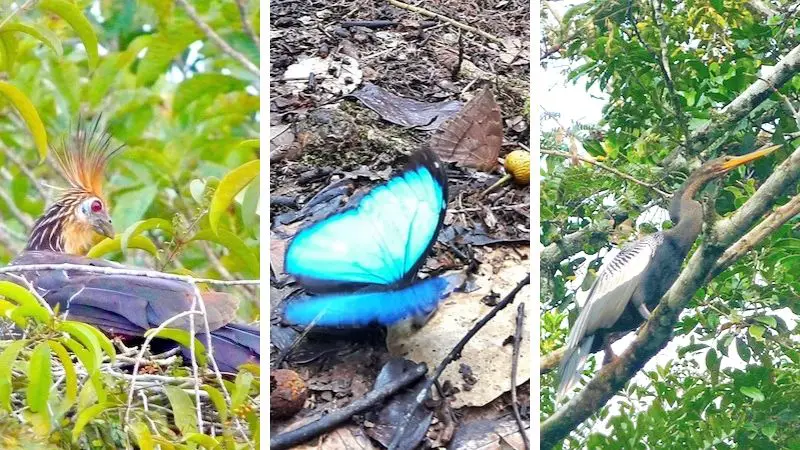Three images of birds and butterflies on Ecuador jungle tours in the Amazon.