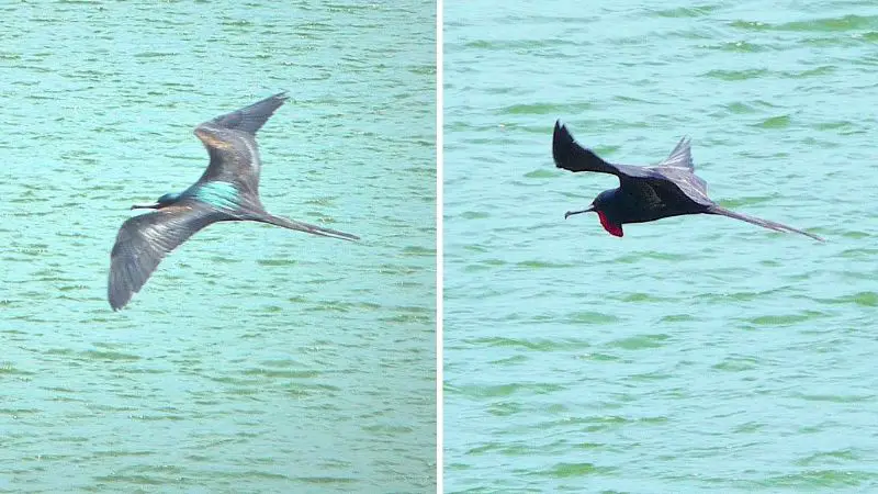 Frigate birds flying over Laguna El Junco, San Cristobal Galapagos.