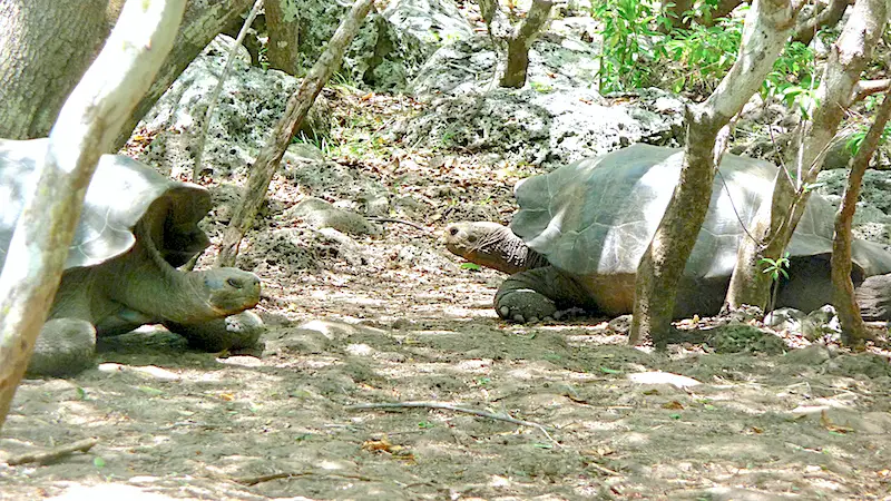 Two giant galapagos tortoises walking through trees at Galapaguera breeding centre, San Cristobal, Galapagos.