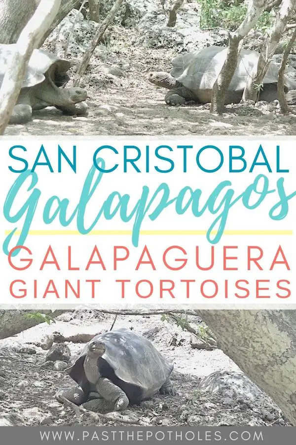 Galapagos giant tortoises with text: Galapaguera San Cristobal, Galapagos giant tortoises.
