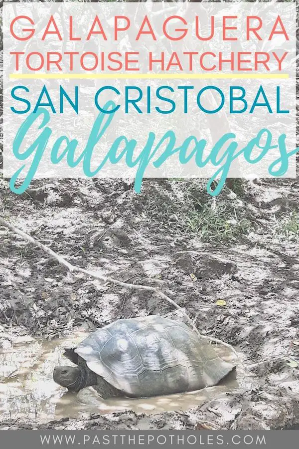 Giant tortoise in mud with text: Galapaguera Tortoise Hatchery San Cristobal Galapagos.