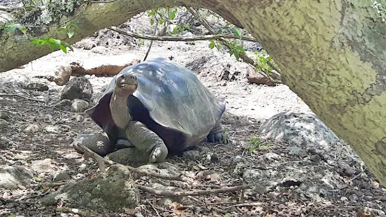 Galapaguera: Galapagos Tortoise Breeding Centre (San Cristobal Highlands Tour)