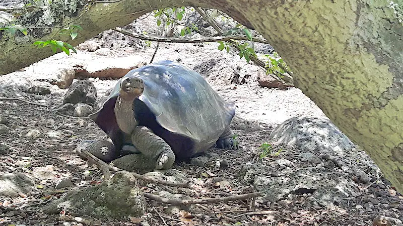 Giant Galapagos tortoise under a tree at Galapaguera San Cristobal, tortoise hatchery, Galapagos.