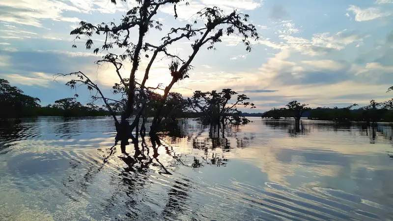 Tree tops in the water at sunset on Laguna Grande, Cuyabeno Reserve in Amazon Rainforest, Ecuador.
