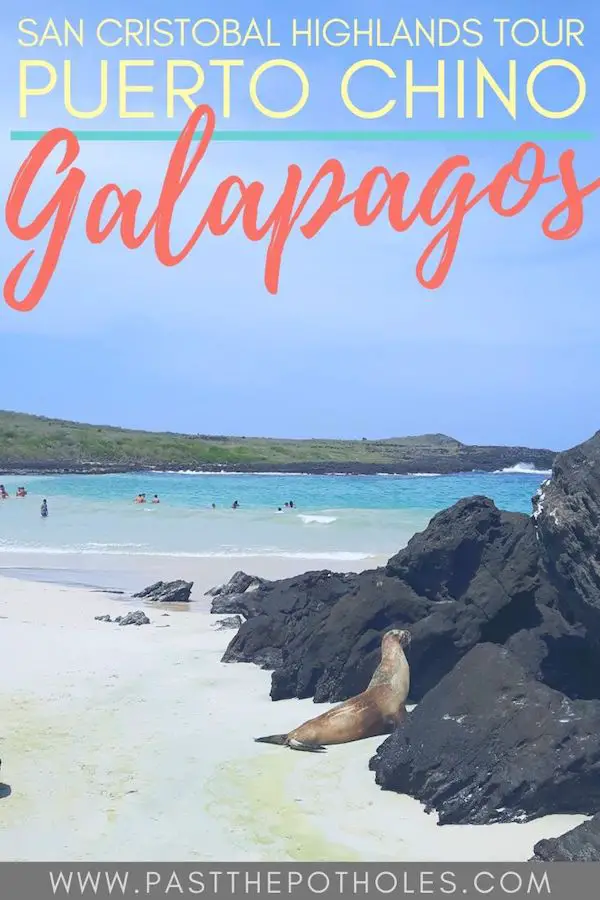 Sea lion by rocks on Puerto Chino, San Cristobal, Galapagos.