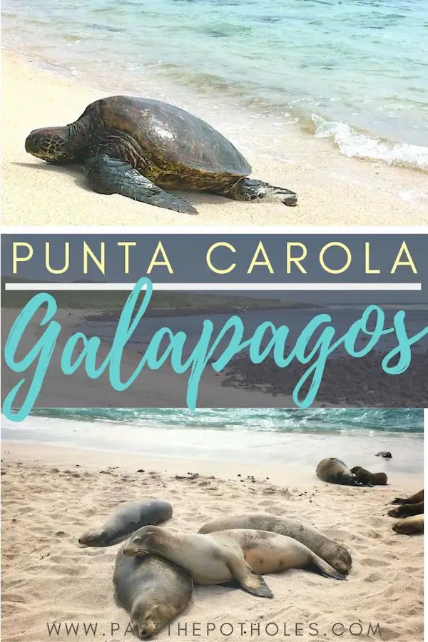 Turtle and sea lions on Punta Carola beach, Galapagos Islands.
