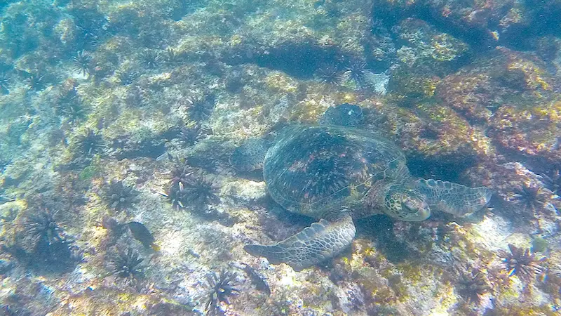 A turtle swimming along ocean floor at Las Tintoreras in the Galapagos Islands.