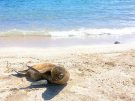 Small sea lion pup in the sand at the water's edge in San Cristobal, Galapagos.