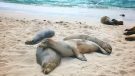 Sea lions laying on top of each other on the beach in San Cristobal, Galapagos Islands.