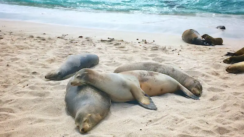 Sea lions laying on top of each other on the beach in San Cristobal, Galapagos Islands.