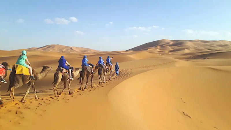 Camels walking in Morocco, Sahara Desert tour.
